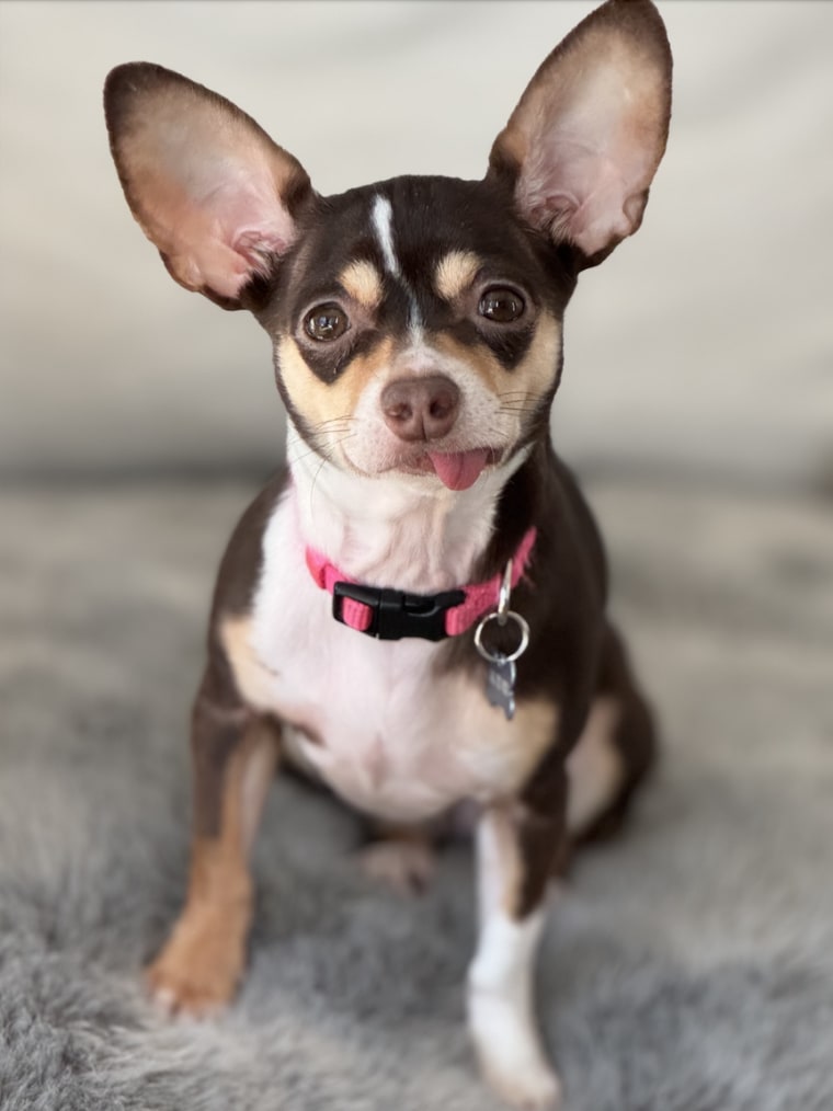 7-Pound Chihuahua Rescued After 3 Days Lost in a New Jersey Snowstorm
