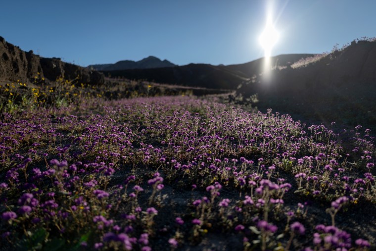 Superbloom in Death Valley