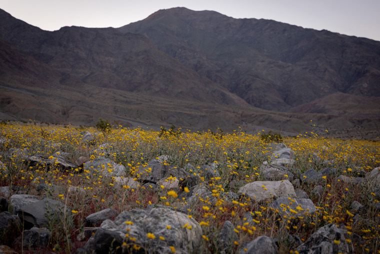 Superbloom in Death Valley