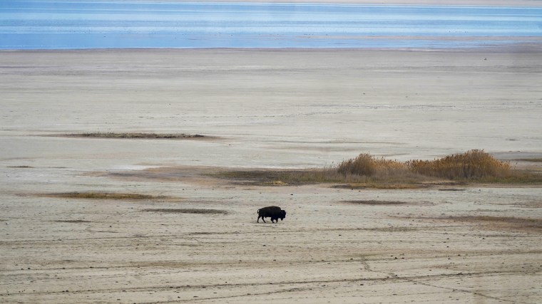 A lone bison walks along the receding edge of the Great Salt Lake on its way to a watering hole in 2021, at Antelope Island, Utah. 