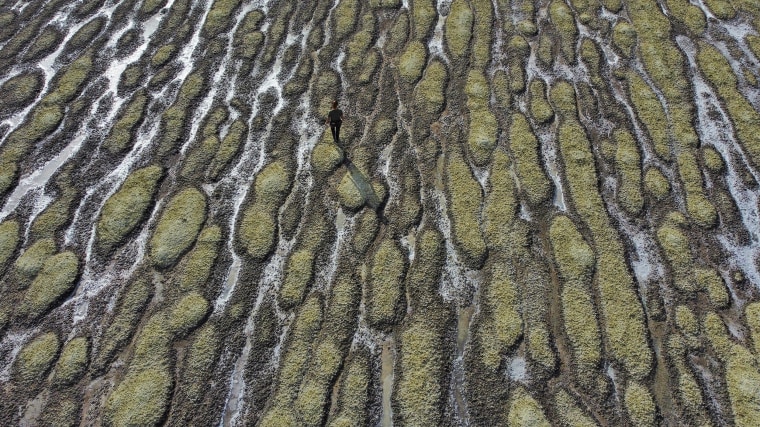 Angelic Lemmon, a park ranger for Utah's Department of Natural Resources, walks across reef-like structures called microbialites, exposed by receding waters at the Great Salt Lake, in 2022, near Salt Lake City.