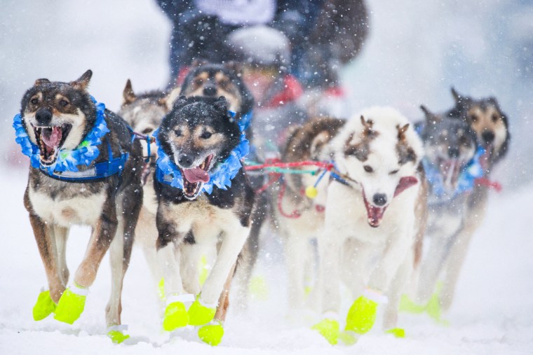 Dogs run in the snow, wearing highlighter yellow booties