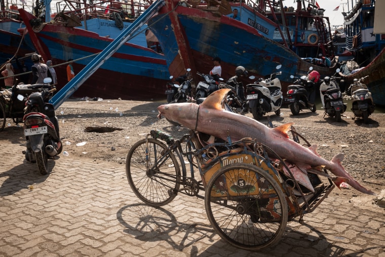 Overfishing in SE Asia