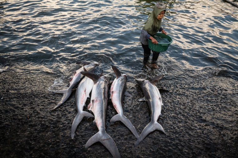 Overfishing in SE Asia