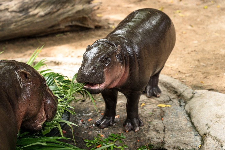 A Thai man broke into the zoo enclosure of Moo Deng, an endangered baby pygmy hippo and viral internet sensation, police said on March 18, 2026, as the zoo filed a trespassing complaint. 