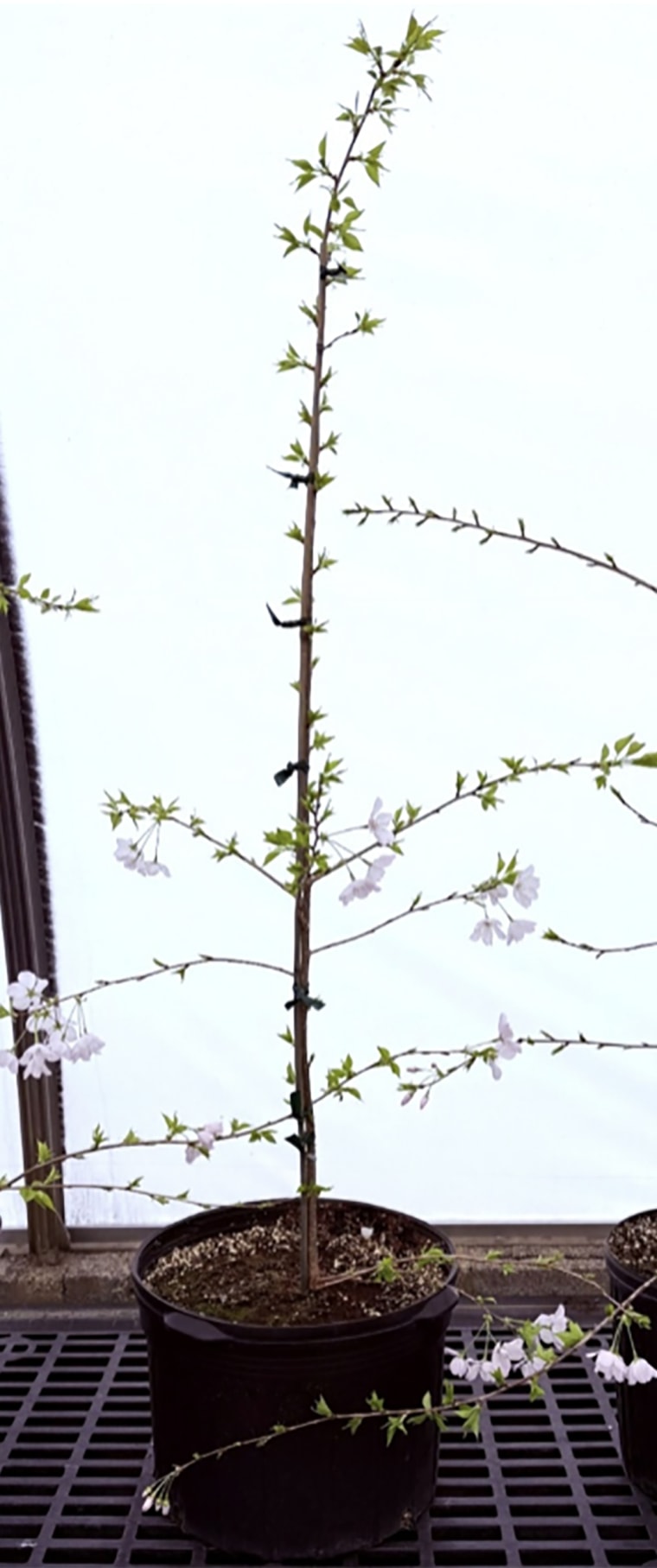 Os clones Stompi florescem pela primeira vez nesta primavera.