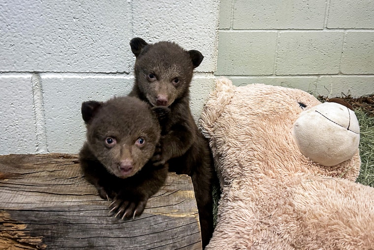 Black Bear Cubs from Monrovia.