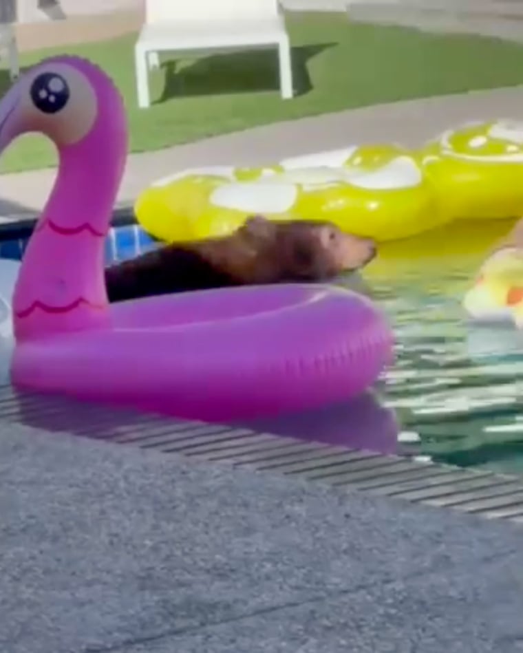 Screengrab of bear in a pool