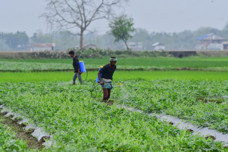 A husbandman sprays pesticide successful a watermelon section outside