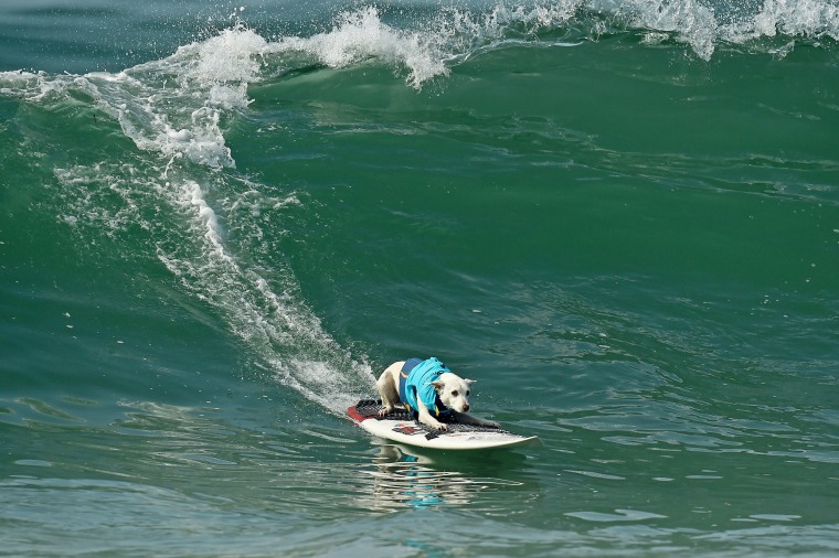 Surf City Surf Dog Competition