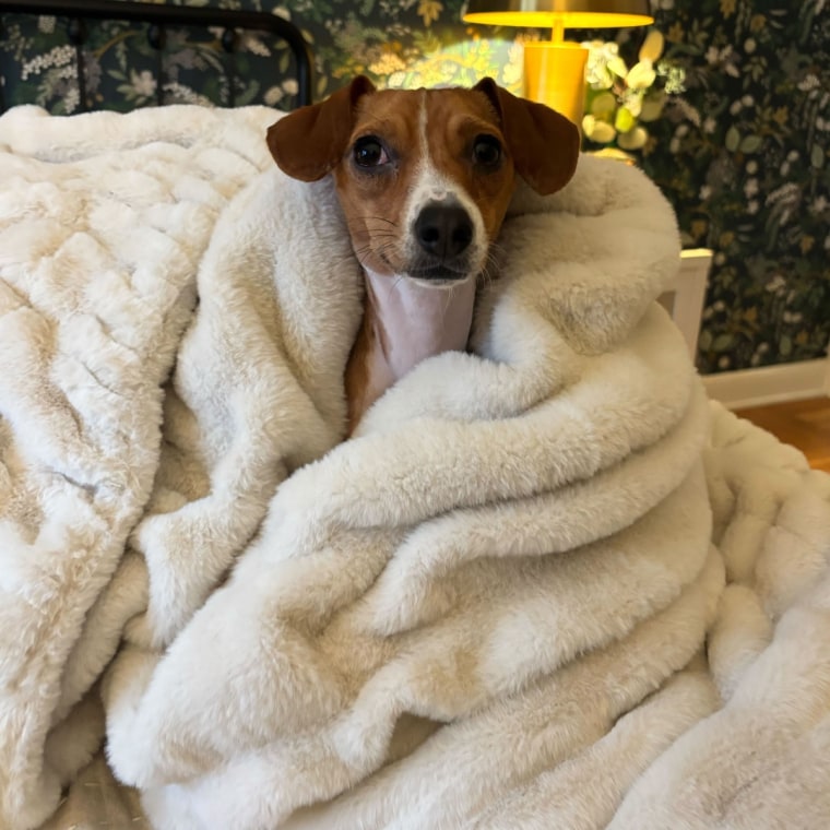 Small dog covered in a throw blanket