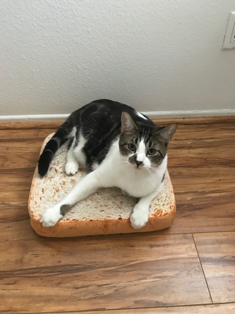 Sandwiches the cat on his bread-shaped bed.