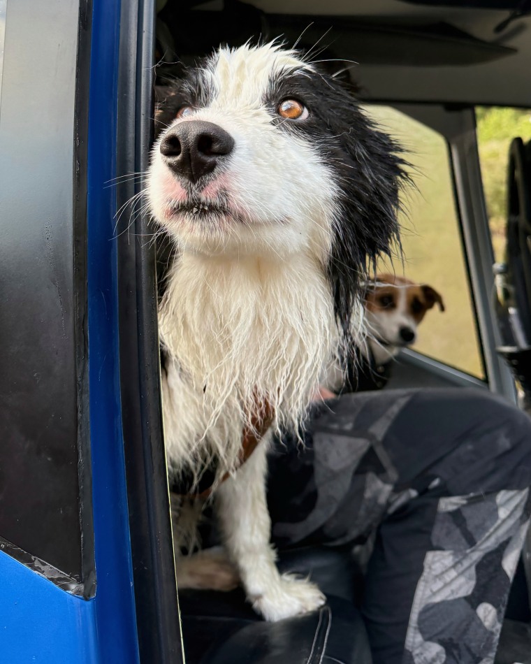 Διάσωση σκύλων Νέας Ζηλανδίας