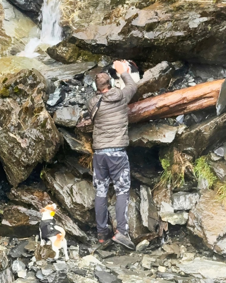 Διάσωση σκύλων Νέας Ζηλανδίας