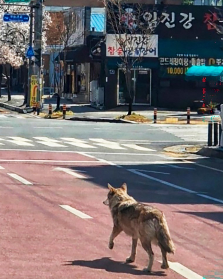 Image: SKOREA-SCHOOL-CHILDREN-ANIMAL