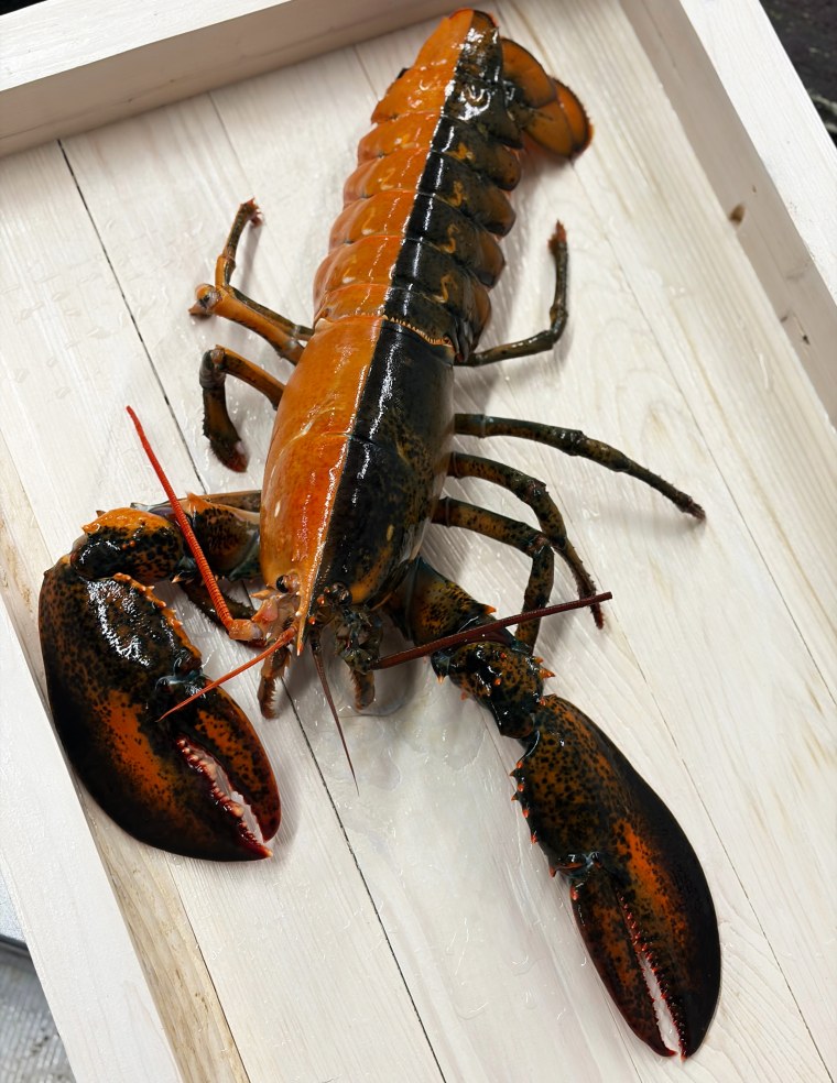Two Colored Lobster