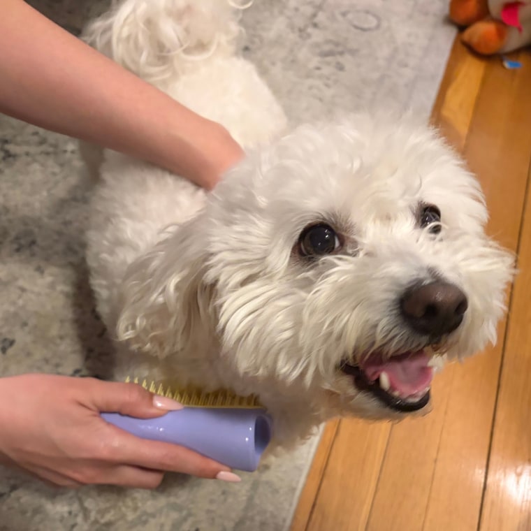 Woman brushing small white dog