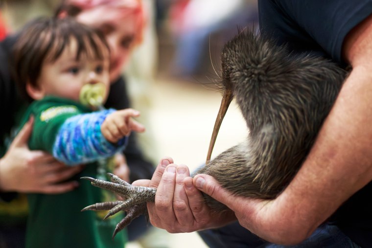 New Zealand Kiwi