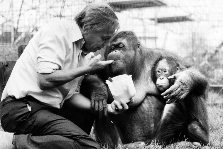 David Attenborough with orangutan and her baby at London Zoo