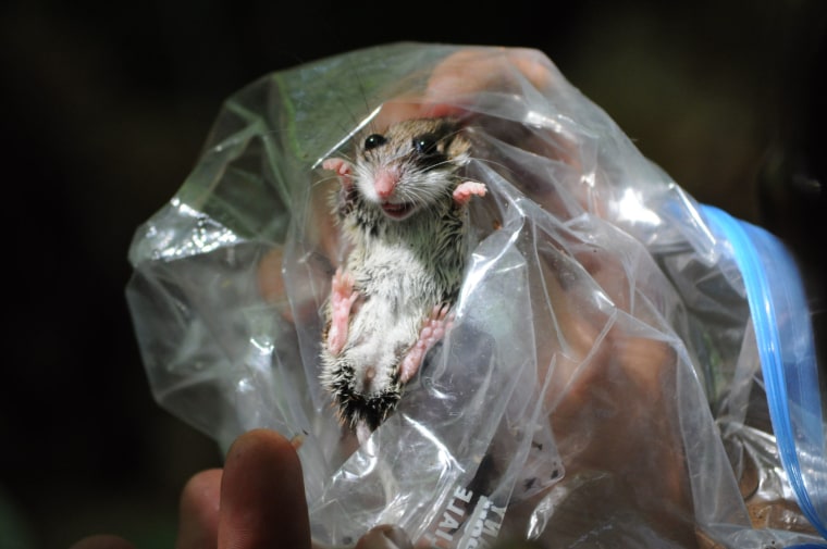 A deer mouse during a biological survey in 20210 at Follenby Pond near Tupper Lake, N.Y. 