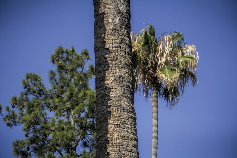 Altadena LA Fires Cleanup