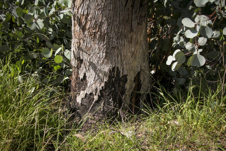 Altadena LA Fires Cleanup