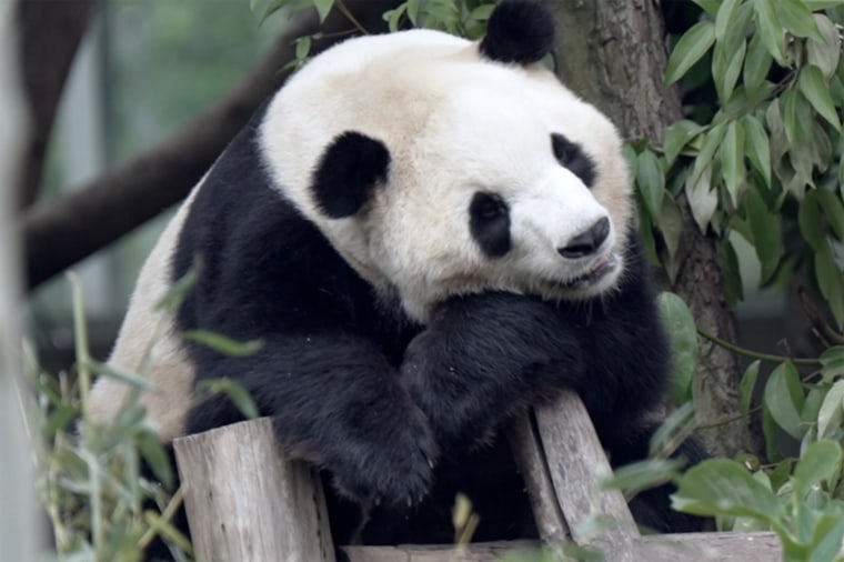 Fu Shuang en Chengdu, China, a principios de mayo.