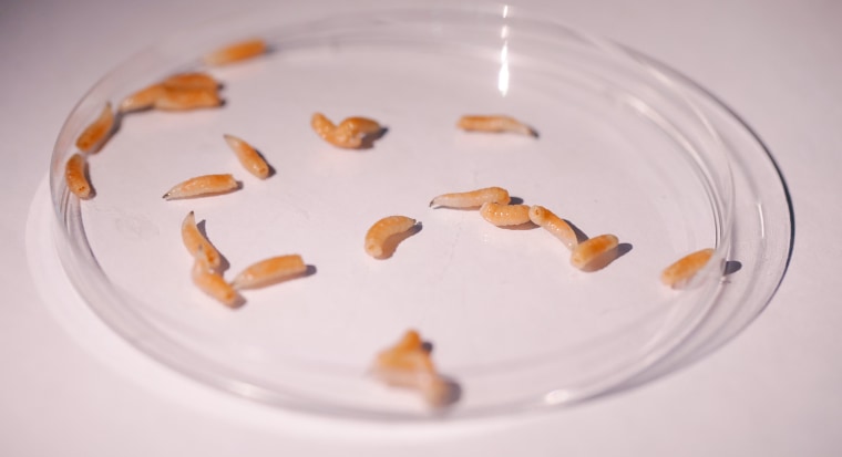 Medicinal maggots in a petri dish.