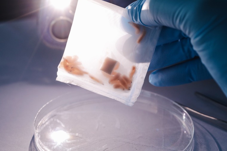 Medicinal maggots in a sachet.