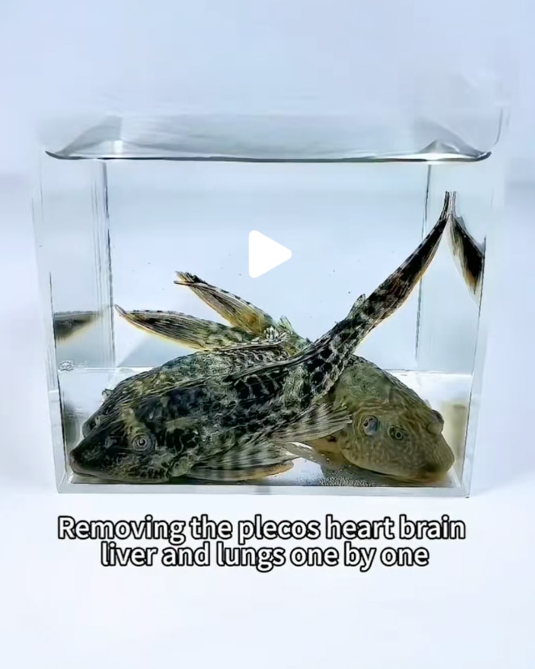 A screenshot of a TikTok video showing two Pleco fish inside of a small water container, with a caption that reads "Removing the plecos heart brain liver and lungs one by one"