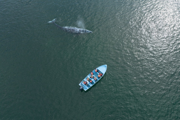 Tourists watch from a panga as a gray whale surfaces and spouts