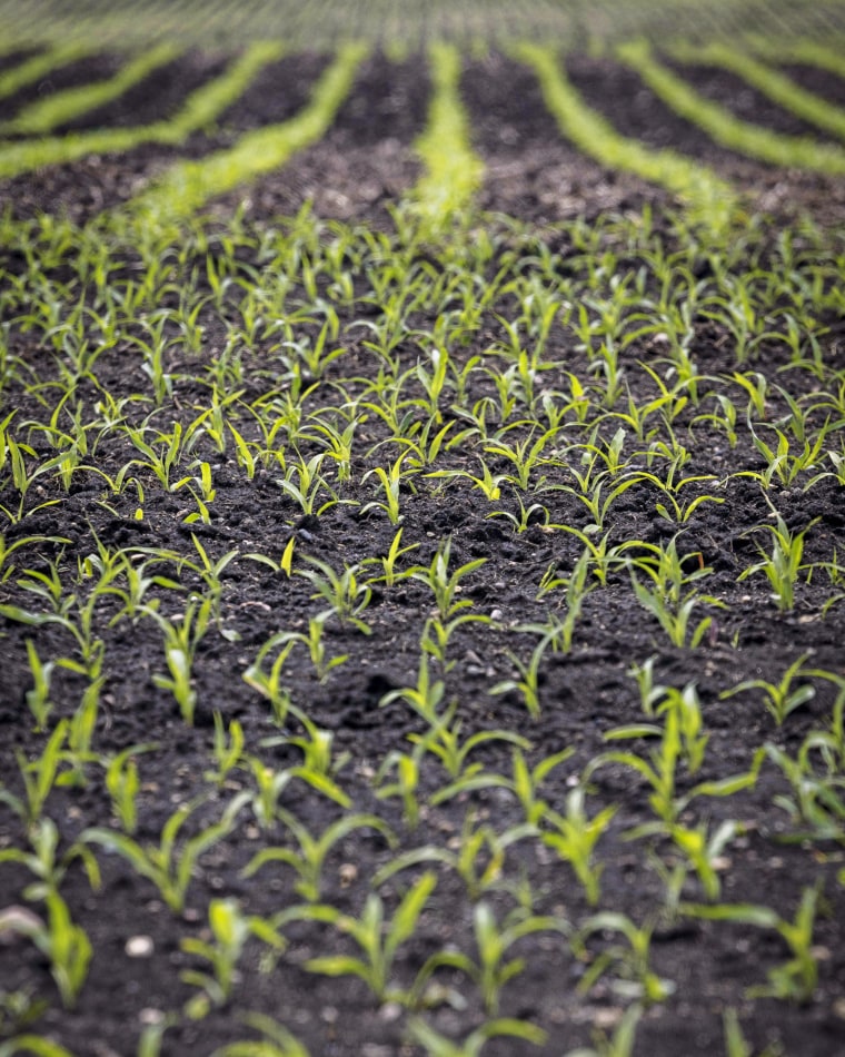 Newly planted corn grows in a field on Stu Swanson’s farm in Galt, Iowa.