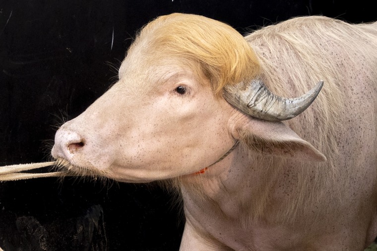 Crowds gather to see albino buffalo nicknamed âDonald Trumpâ ahead of Eid al-Adha in Bangladesh