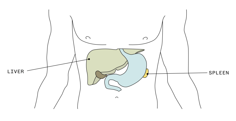 The liver, the body's largest internal organ, and the spleen are both under the rib cage.
