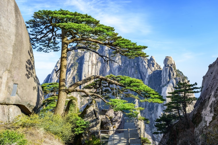 Welcoming-Guests Pine in in Huangshan Mountain, China.