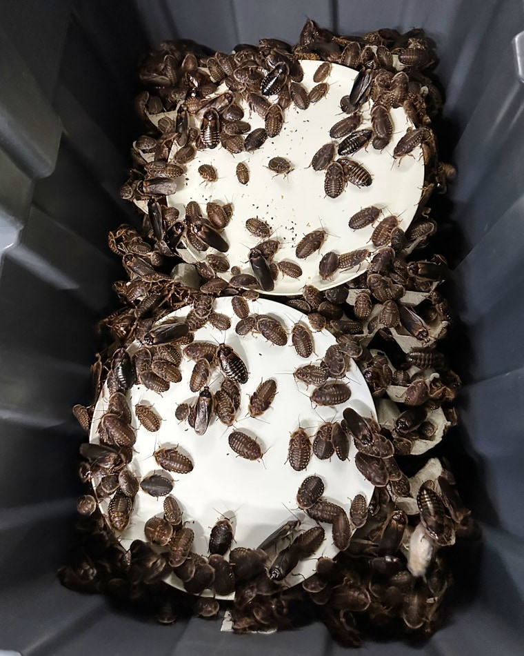 Australia Cockroaches Seized