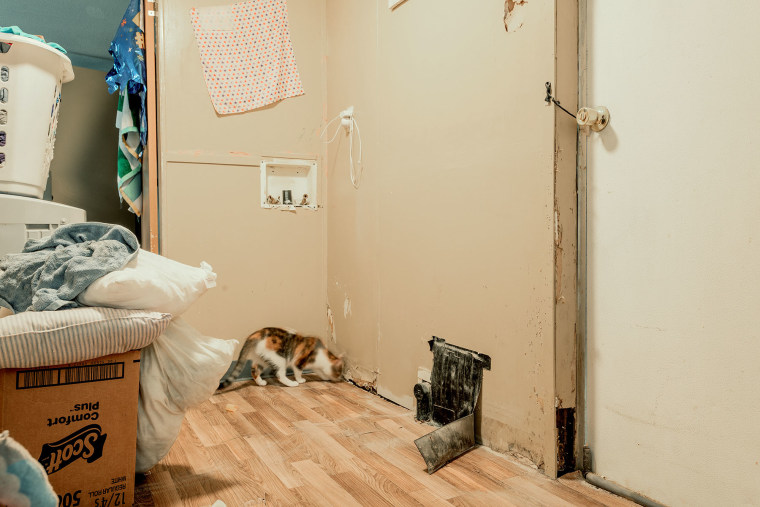 A cat sniffs in the corner of the home of Aliea Brown and Mason Obradovich.