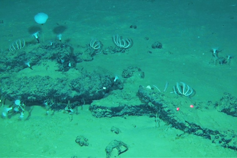 Science Whale Graveyard