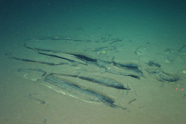 Science Whale Graveyard