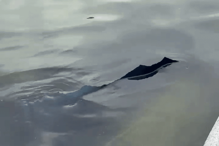 A strip of detached paint rises above the surface of the water in the Lincoln Memorial reflecting pool.