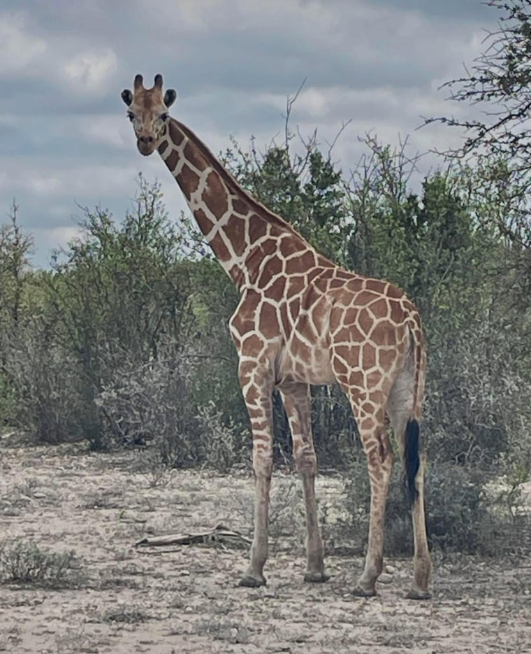 The Cedar Hollow Ranch in Texas is searching for a missing giraffe named Gracie.