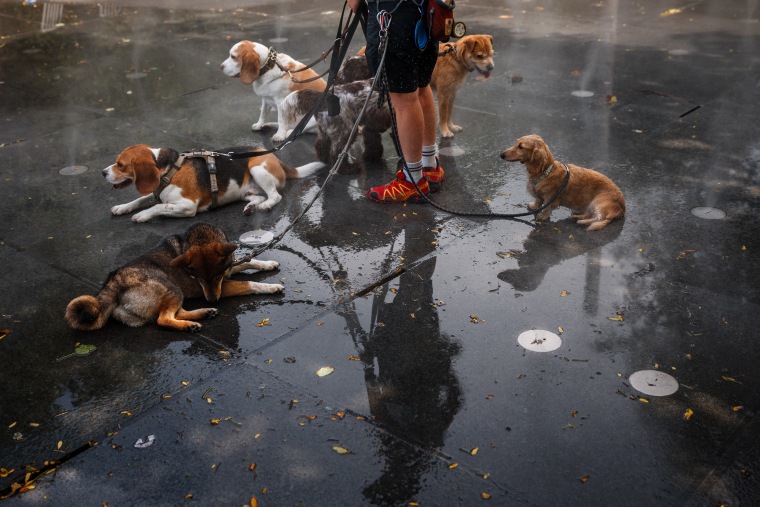 Dogs cool off in a mist fountain during a heatwave in Paris on June 23, 2026.