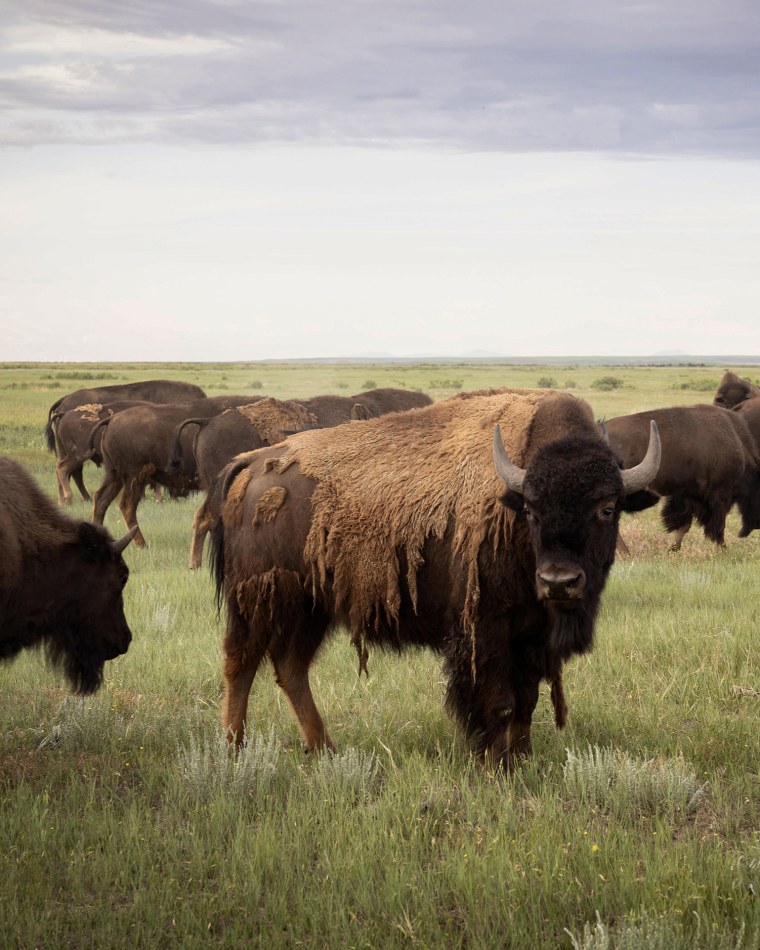 https://media-cldnry.s-nbcnews.com/image/upload/rockcms/2026-07/260702-rockys-boy-reservation-bison-1b-ew-630p-22050d.jpg