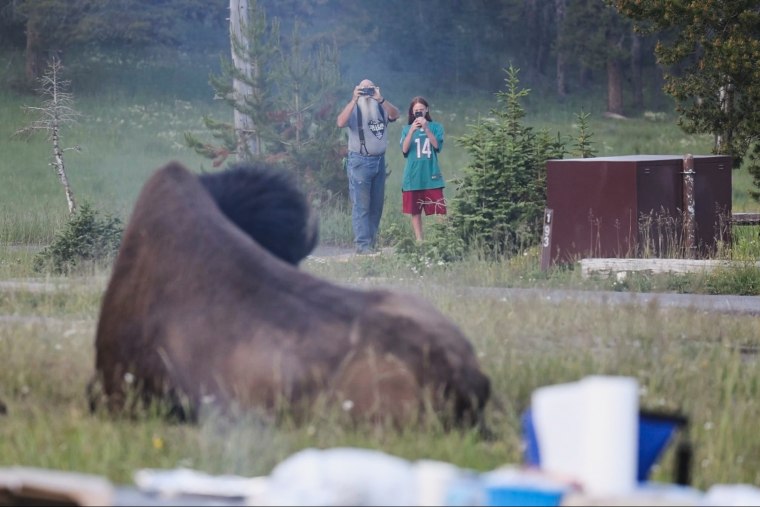 Grandfather hospitalized after bison charge sends him flying 8 feet at Yellowstone