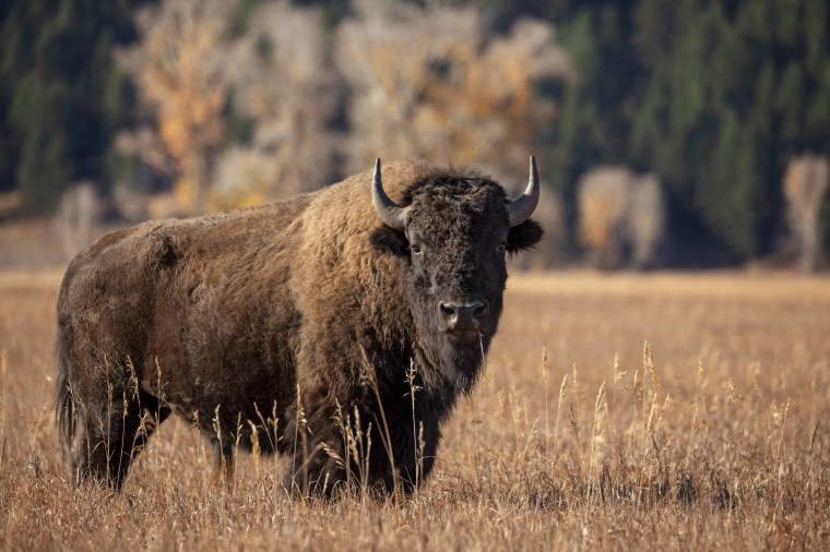 Bison.