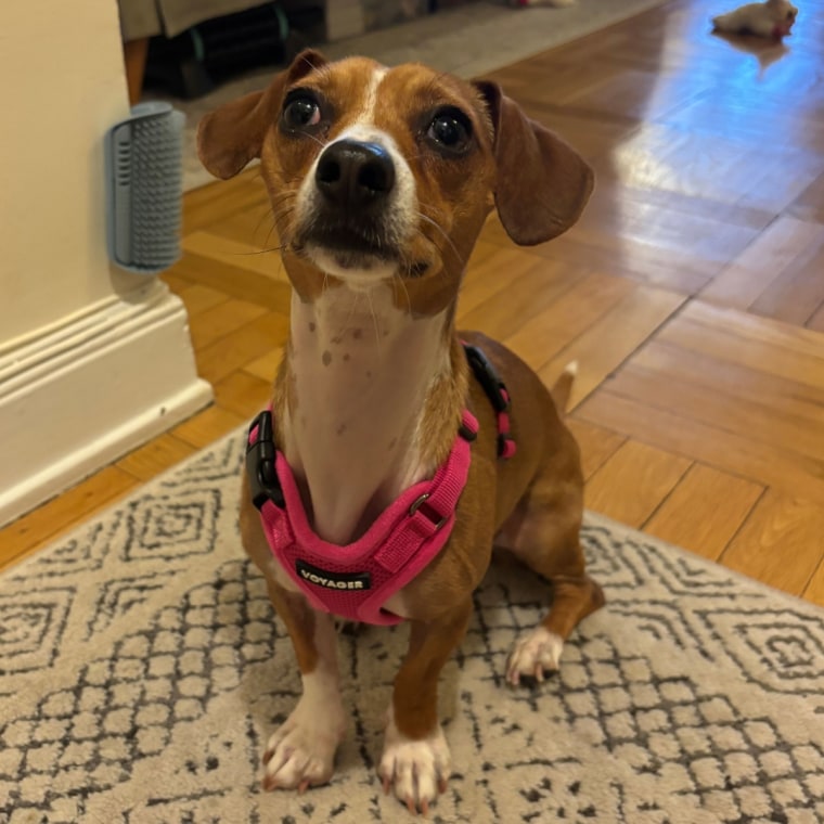 A brown and white dog wearing Voyager’s Step-In Lock Pet Harness.