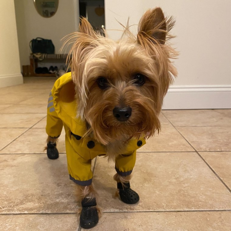 Small dog wearing boots and a raincoat