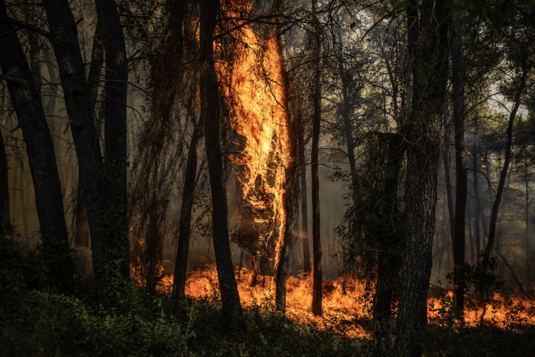 Wildfire flames burn trees and vegetation in the area of Porto Germeno on Saturday.