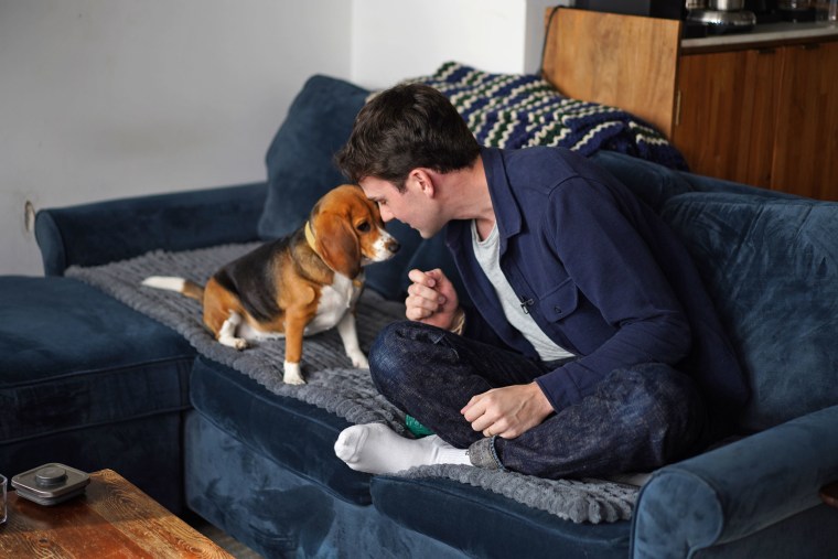 Matt Walker with Bailey, his gene-edited hypoallergenic beagle, in New York on Aug. 4, 2026.