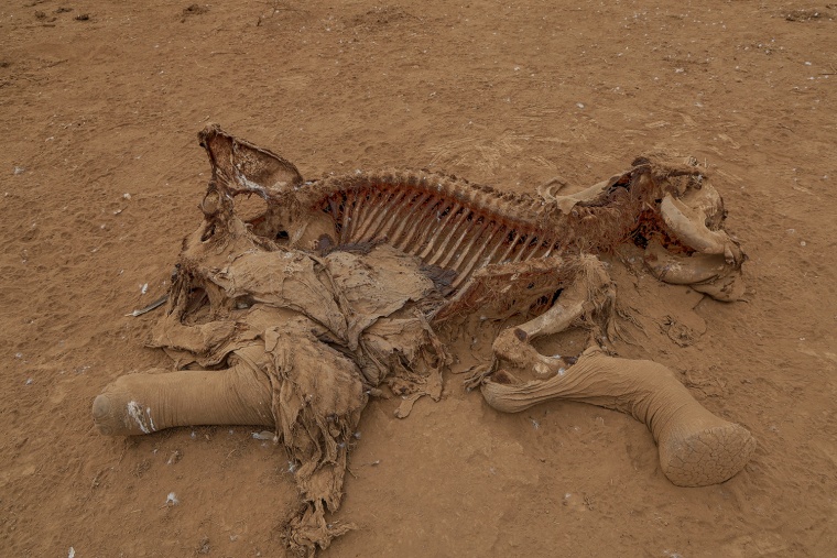 Kenya Dead Elephants